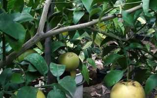 Основные способы чистки грейпфрута