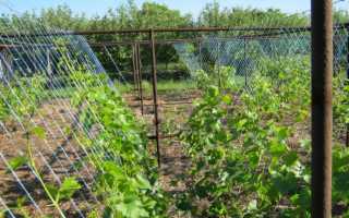 Как цветет виноград и что делать, если цветение не началось вовремя?