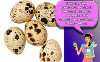 Правила хранения перепелиных яиц