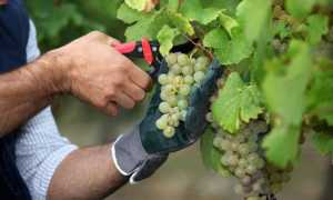 Обзор вина шардоне