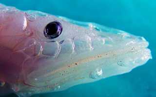 Рыбы семейства лососевых: список, фото. ценная рыба семейства лососевых