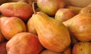 Какова калорийность груши по сортам: польза и вред для организма, состав и бжу на 100 грамм