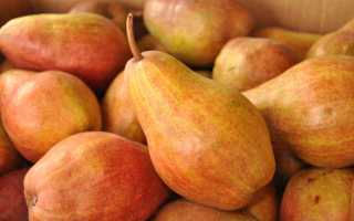 Какова калорийность груши по сортам: польза и вред для организма, состав и бжу на 100 грамм