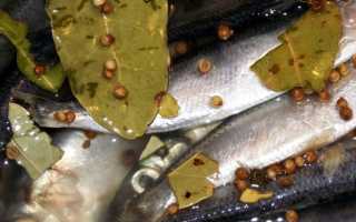 Малосольная селёдка (сельдь)